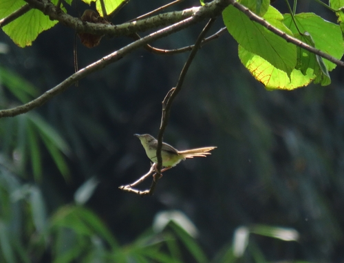Prinia polychroa, 2026-04-04
