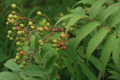 Sorbus commixta