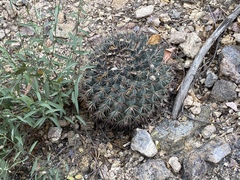 Mammillaria johnstonii