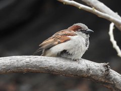 Passer domesticus