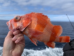 Sebastes rubrivinctus