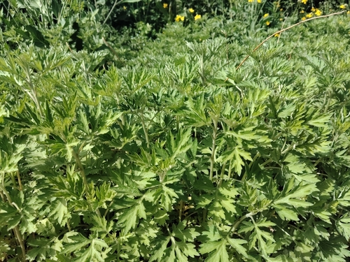 Silvery Wormwood
