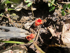 Microstoma protractum