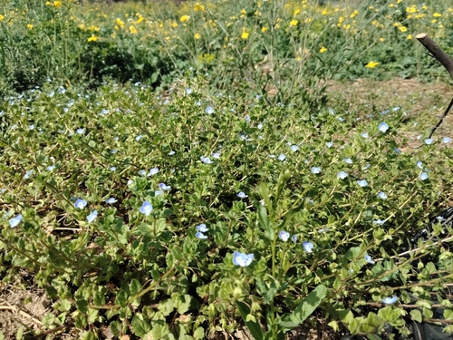 bird's-eye speedwell