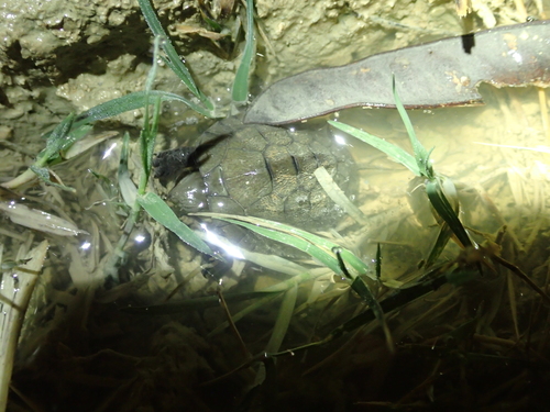 Mauremys mutica kami