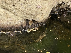 Lithobates magnaocularis