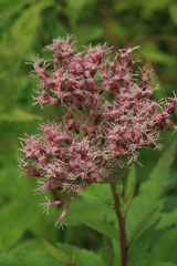 Eupatorium glehnii