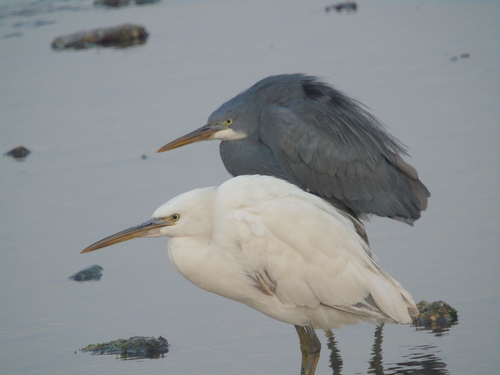 Western Reef Heron