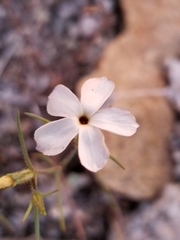 Linanthus dichotomus