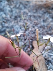 Linanthus dichotomus