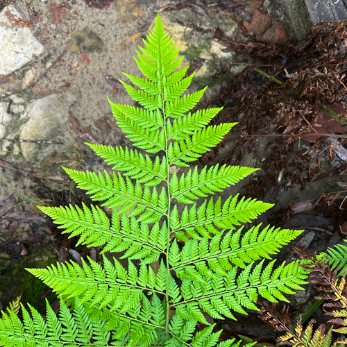 Common Ground Fern (Calochlaena dubia)