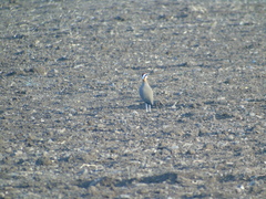 Cursorius coromandelicus