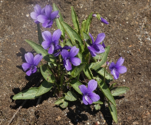 Viola mandshurica iNat (3)