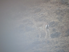 Gazella bennettii