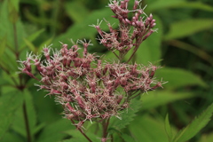 Eupatorium glehnii