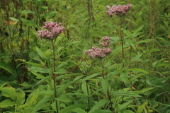 Eupatorium glehnii