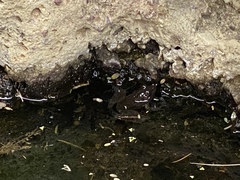 Lithobates magnaocularis