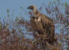 White-Backed Vulture photo 3