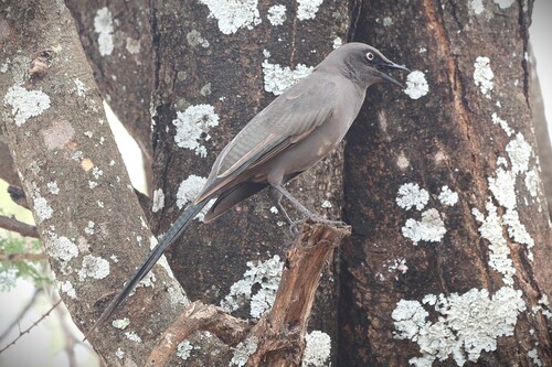 Ashy Starling (Lamprotornis unicolor)