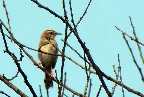Tinkling Cisticola (Cisticola rufilatus)