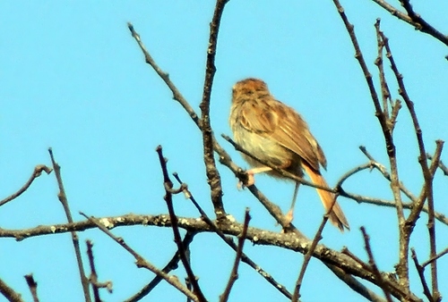 Tinkling Cisticola (Cisticola rufilatus), photo 2