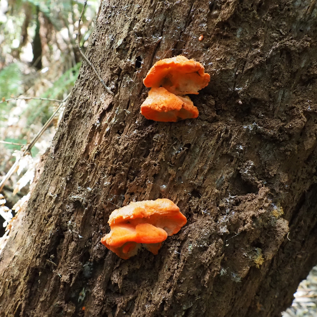 Aurantiporus pulcherrimus · March 2026 · photo: © cowirrie (iNaturalist, cc0)