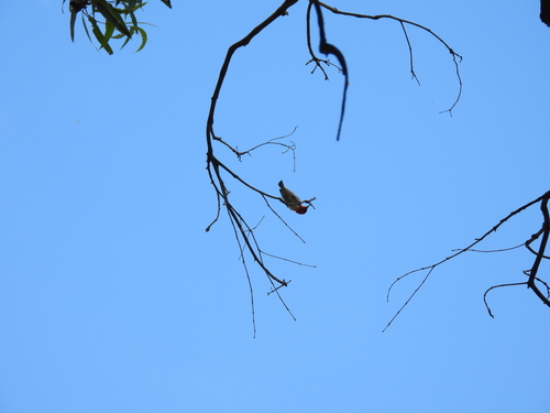 Scarlet Myzomela (Myzomela sanguinolenta), photo 7