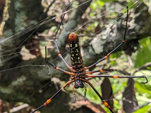 Nephila constricta