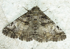 Metria amella