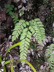 Adiantum fulvum