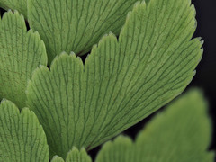 Adiantum fulvum