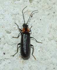 Rhagonycha lineola