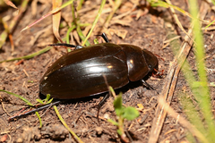 Hydrophilus aterrimus