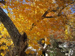 Populus fremontii fremontii