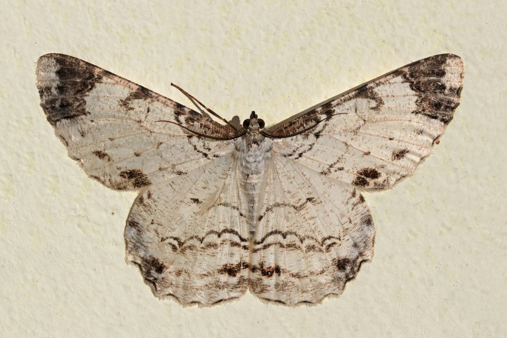 Epimecis semicompleta