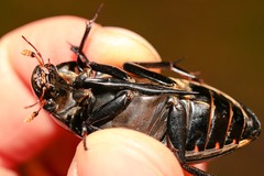 Hydrophilus aterrimus