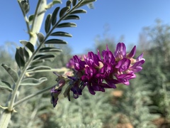 Astragalus brauntonii