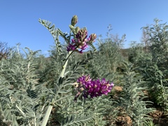 Astragalus brauntonii