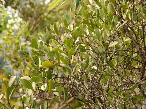 alphitonia mistletoe (Amyema conspicua)