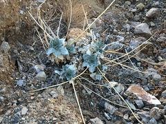 Enceliopsis covillei