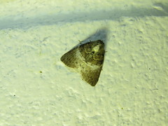 Acatapaustus mesoleuca