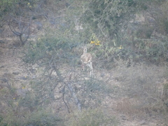 Gazella bennettii