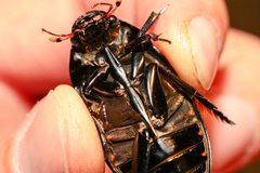 Hydrophilus aterrimus