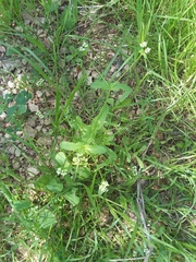 Valerianella amarella