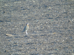 Cursorius coromandelicus