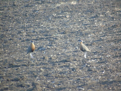 Cursorius coromandelicus