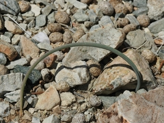 Calochortus kennedyi