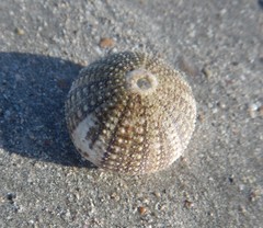 Heliocidaris australiae