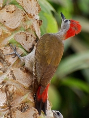 African Grey Woodpecker photo 2