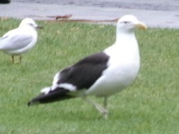 iNaturalist: (c) Michael Saffery, some rights reserved (CC BY-NC), uploaded by Michael Saffery iNaturalist image